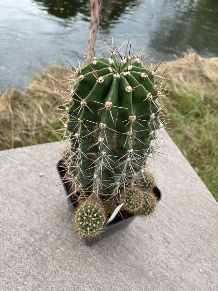Echinopsis oxygona
